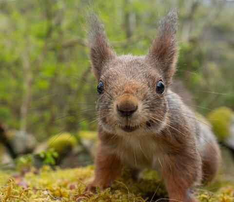 Foto: Arnt Ove Jøsang