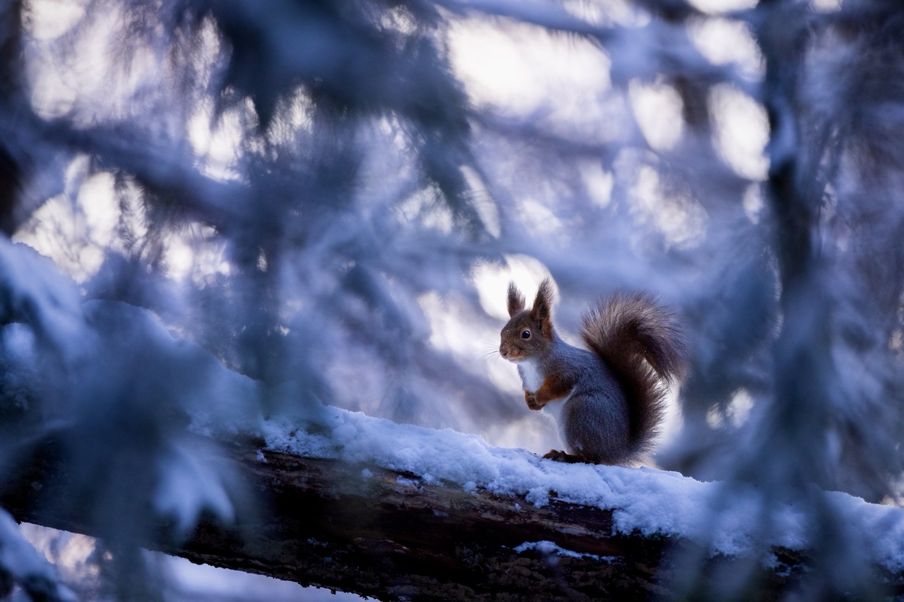 Naturfotograf Dani Connor i skogen med ekorn